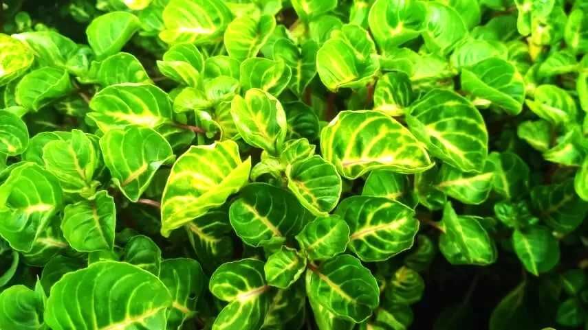 гіпоестеси, ірезіне різні кольори