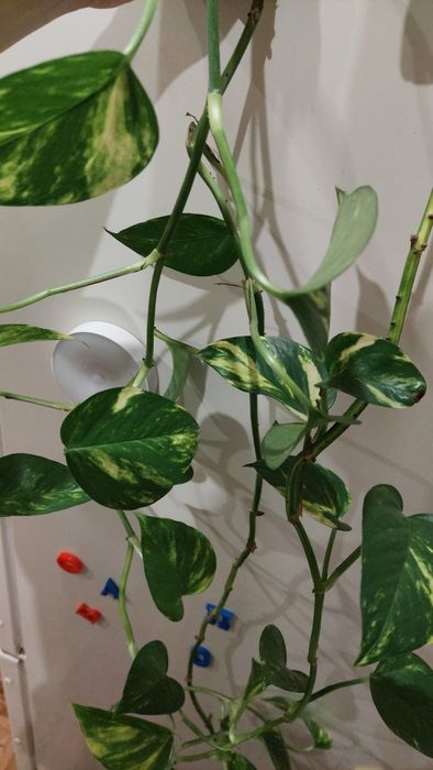 Алоє лікарське низькоросле