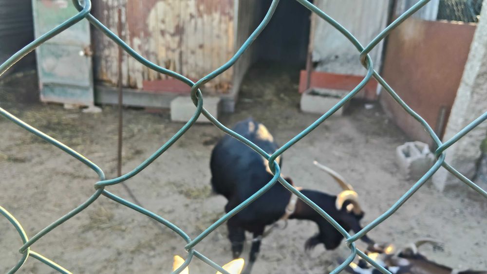 Cabras de criaçao