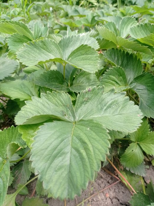 КЛУБНИКА сорта "Зарница"