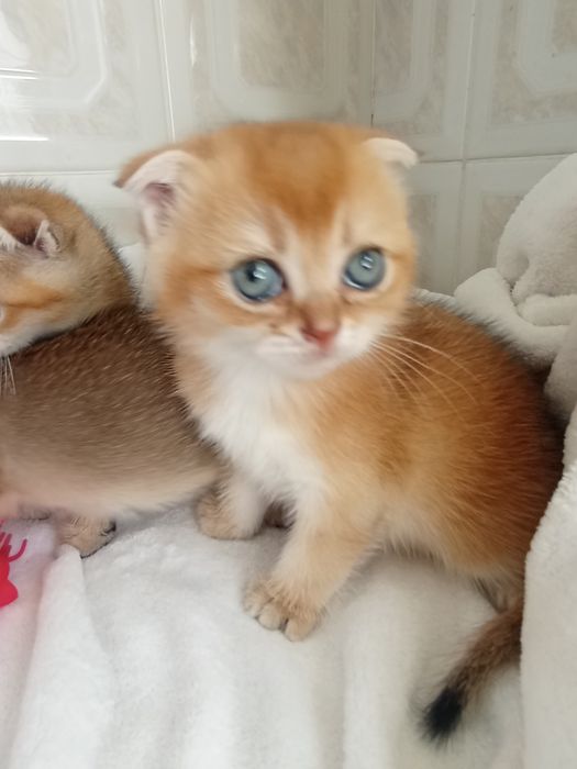 Кошенята Шикарнючі золоті шиншили