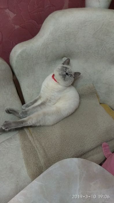 Шотландський прямовухий котик запрошує на в'язку