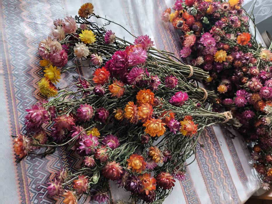 Гілочка із сушених квітів, геліхризум (сухоцвіт)