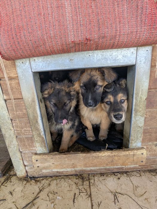 Щенята 8 хлопчики та дівчатка шукають родини