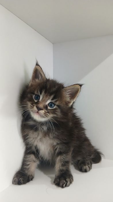 Муркотлива дівчинка Мейн-кун