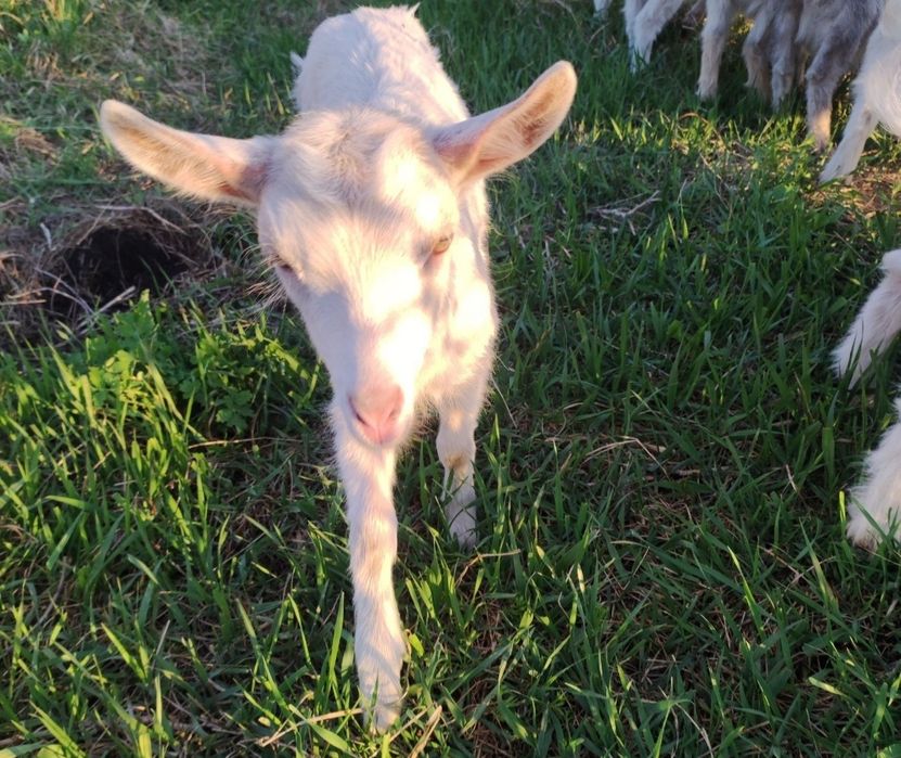 Молоді козлики та козочки.