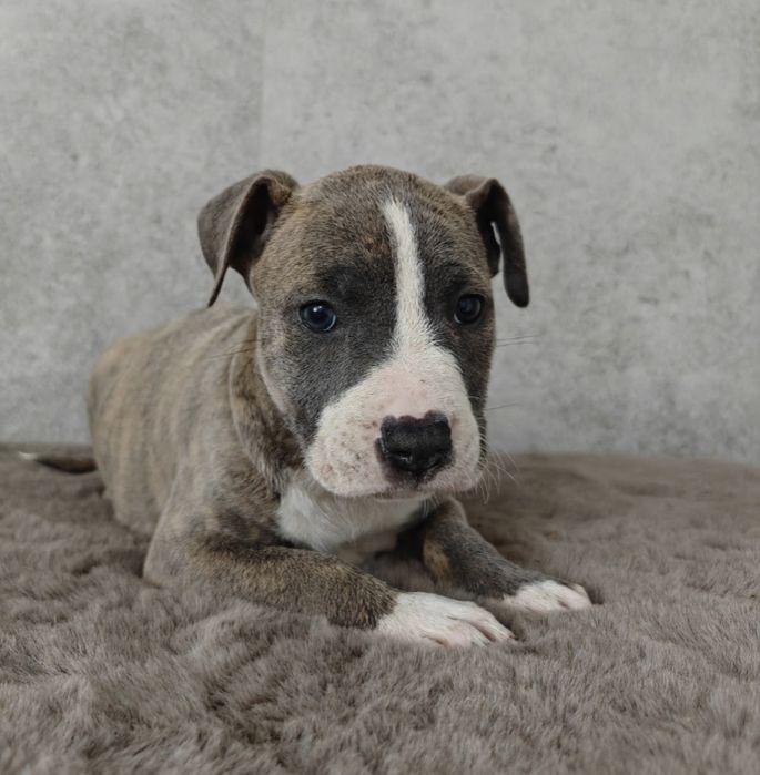 Urocza i rodzinna suczka amstaff!