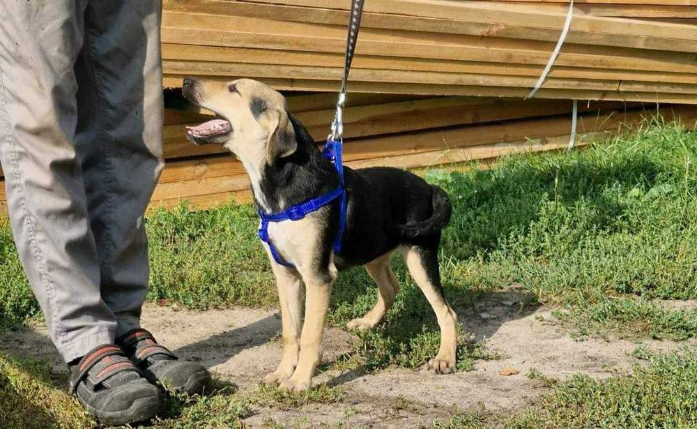 Młody samiec, pies, średni szuka domu.