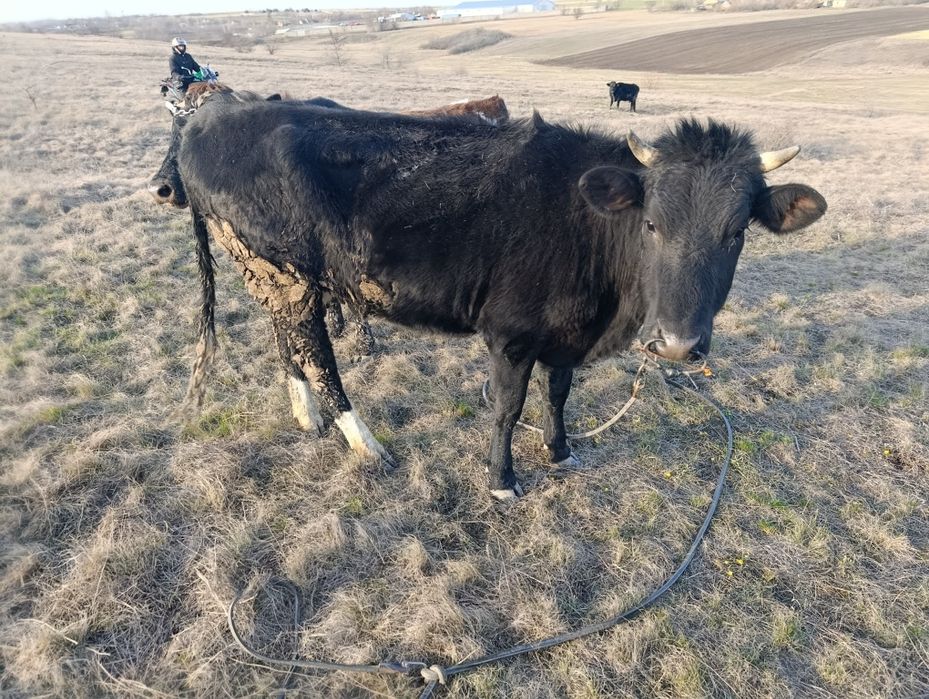 Продам коров хорошо доятся