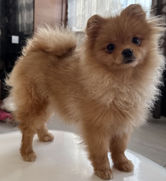 Szpic miniaturowy pomeranian suczka ZKwP FCI
