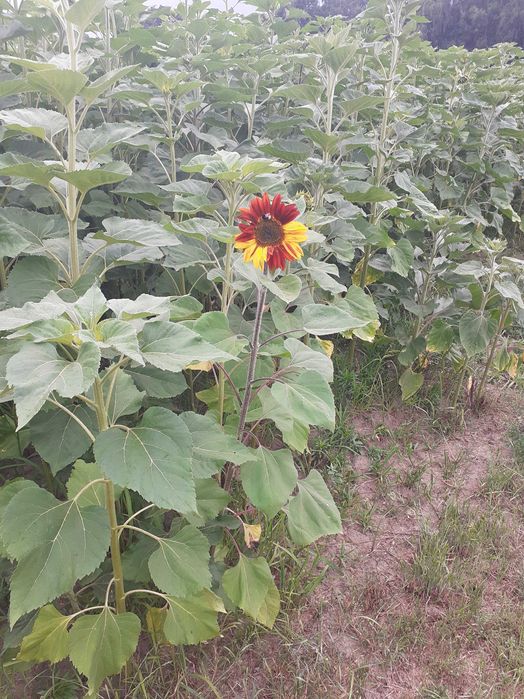 Nasiona słonecznika