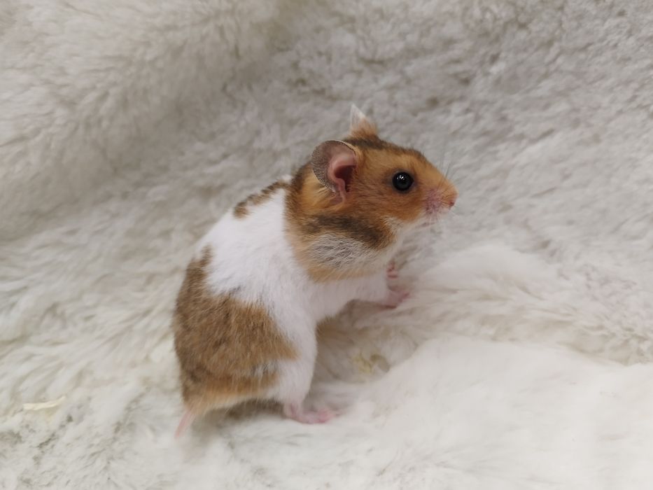 Chomik Syryjski (samiec) MASSON