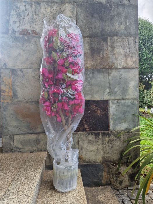 buganvília artificial com flores rosa-choque vibrantes tem aproximadamente 130 cm de altura