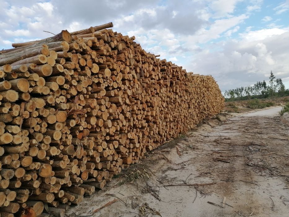 Extração de Madeira e Desmatação