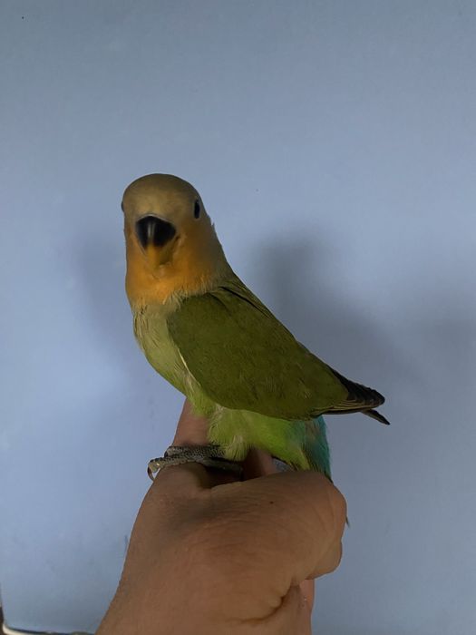 Agapornis domesticado