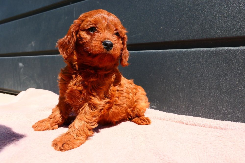 Cudna dziewczynka Cavapoo