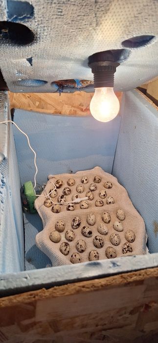 Продам инкубаток для яиц.бу