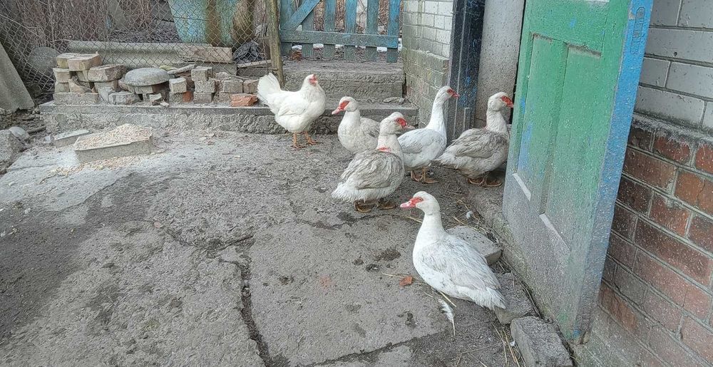 Яйця важкої індокачки німецької лінії, яйца мускусной утки