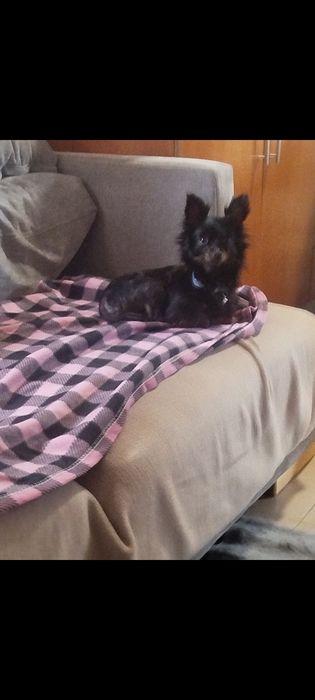 Chihuahua lindíssima