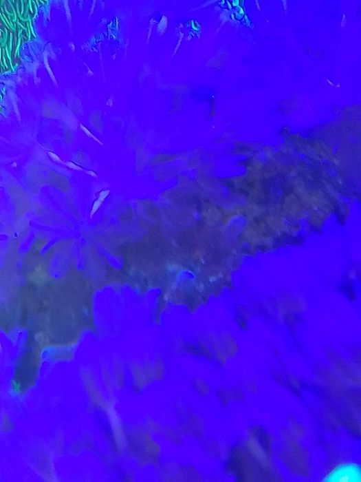 Corais Rocha com 2 rebentos de xénias Pump e  GSP