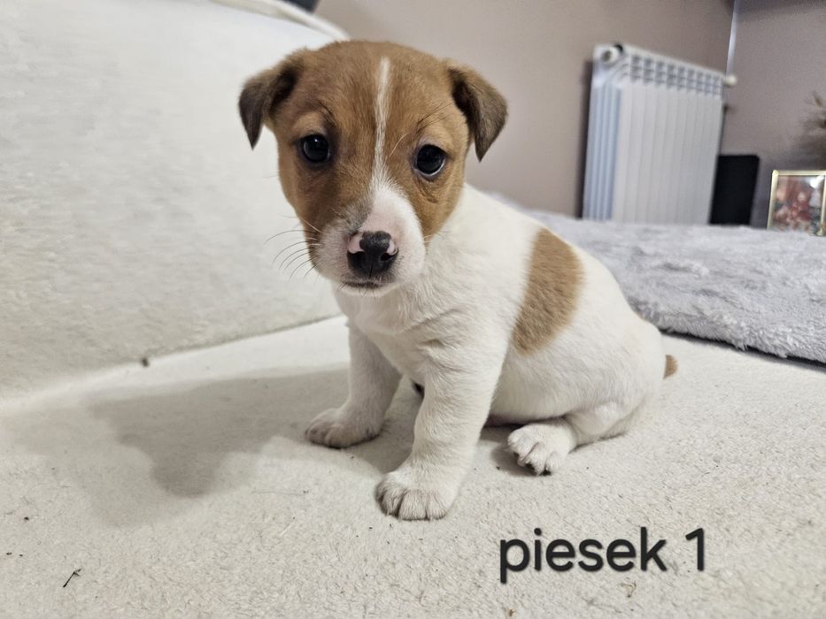 Wspaniały piesek Jack Russell terrier