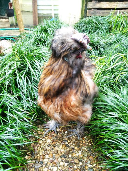 Garnizo Sedoso do Japão