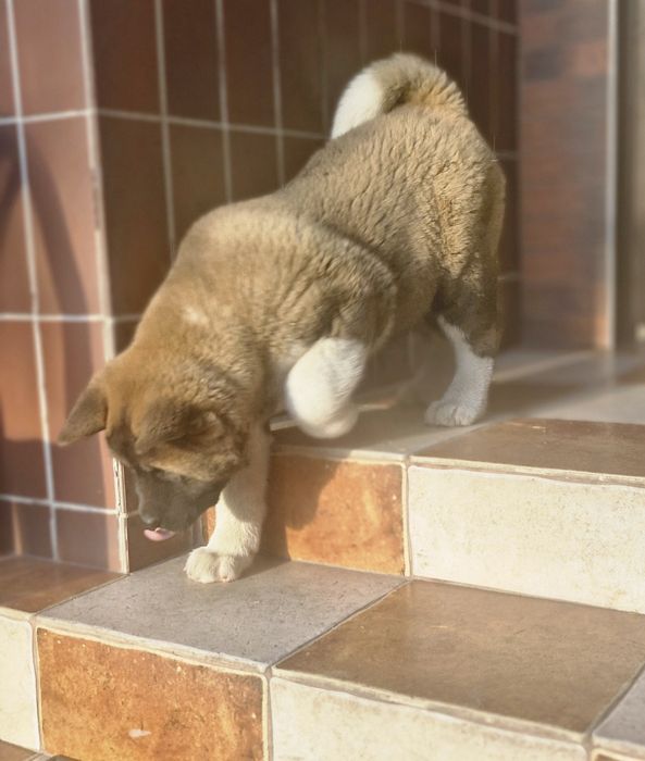 Akita Amerykanska FCI piesek zkwp