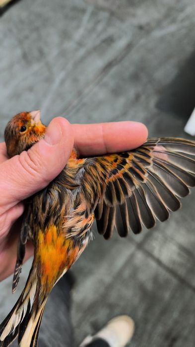 Machos e Fêmeas 2025