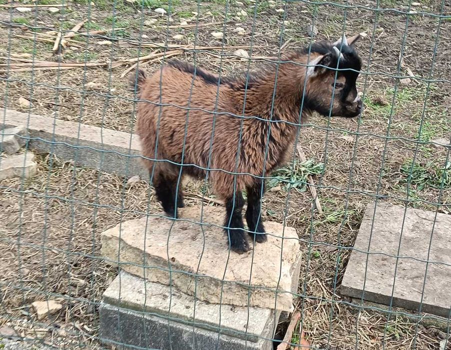 Cabra anã com 4 meses