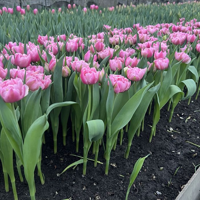 ТЮЛЬПАНИ Оптом та  Роздріб на 8 Березня!