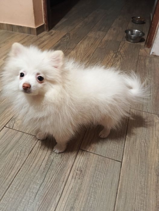 Szpic miniaturowy pomeranian