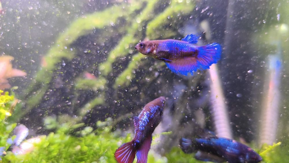 Bettas femmeas premium