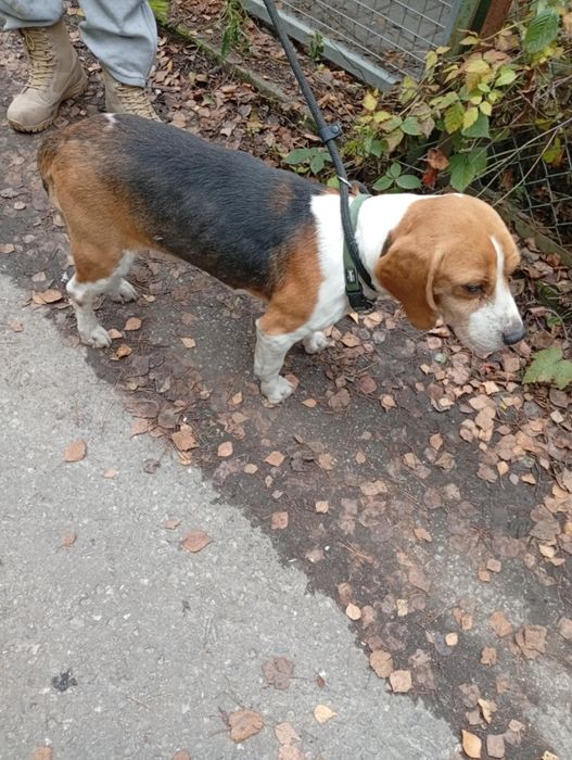 Czyj beagle ? Znaleziony w Starachowicach.