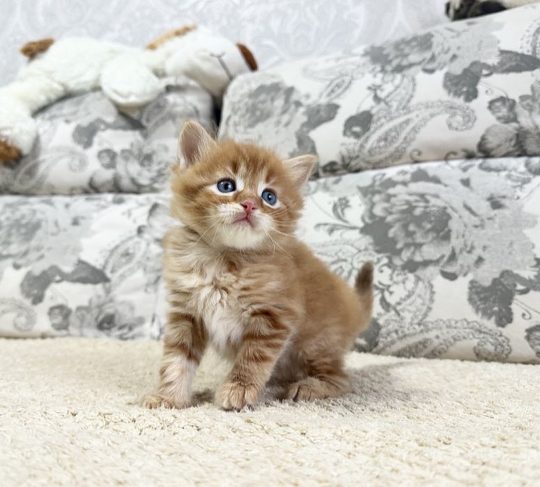 7 чудо света)