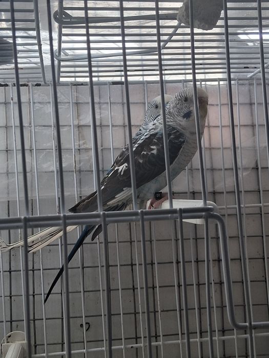 Casalinho de piriquitos asas negras e arco íris