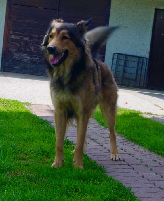 Aleksander 2 lata piękny pies w typie owczarka do adopcji