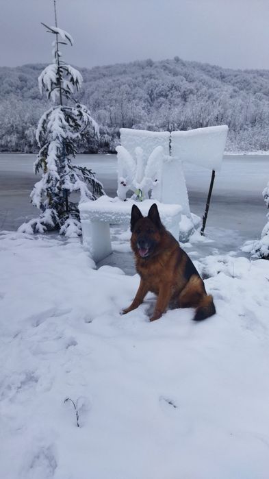 Цуценята німецької вівчарки