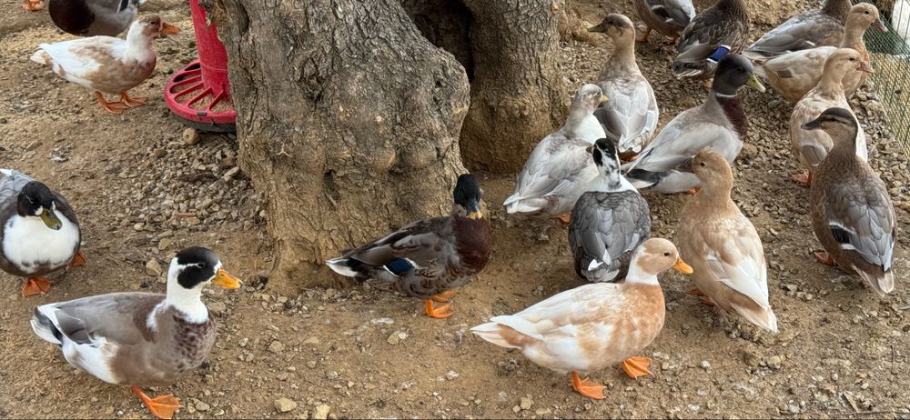 Patos Mignon  Palmela/Setubal