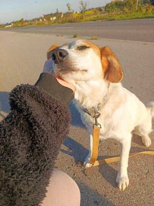 Brawurka -kochająca człowieka ponad wszystko suczka szuka domu