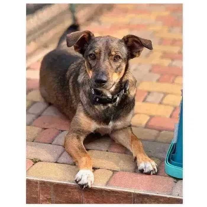 Молодая собака в поиске дома