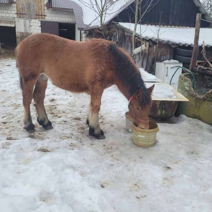 Sprzedam źrebice zimnokrwistą 6mc