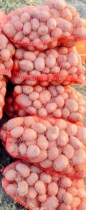 Ziemniaki Bellarosa od rolnika