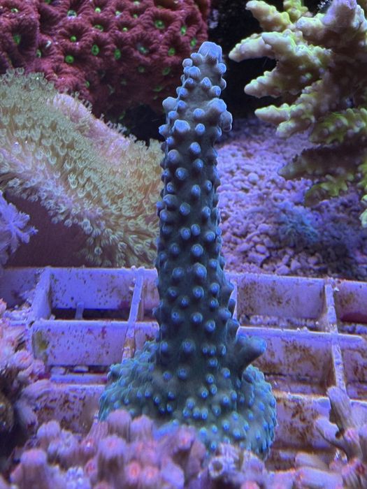 Acropora blue  koralowiec
