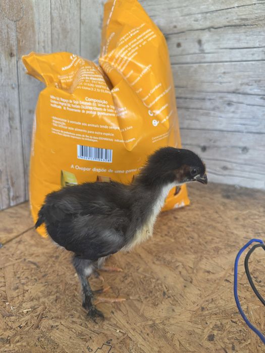 Pintos Marans e Araucana – 2 semanas