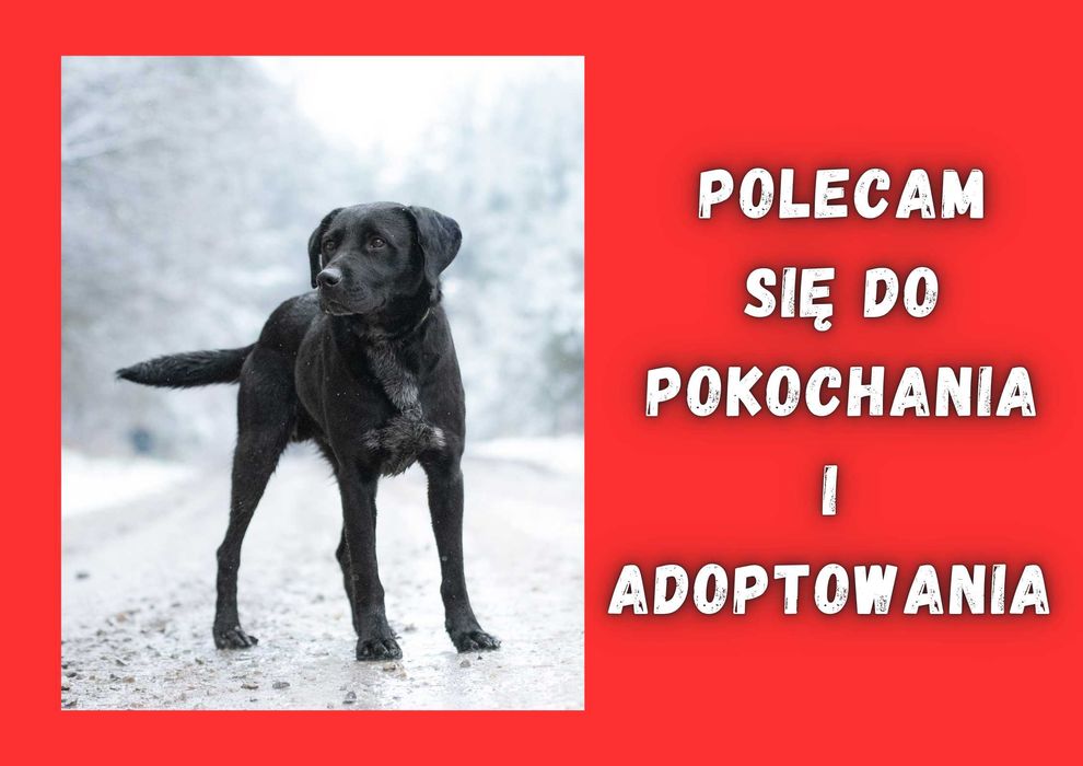 FOSTER - marzy o nowym domu i rodzinie