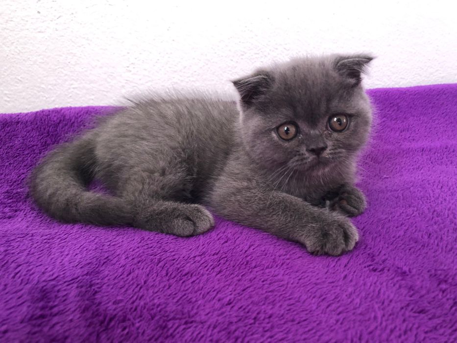 Macho Scottish Fold Azul
