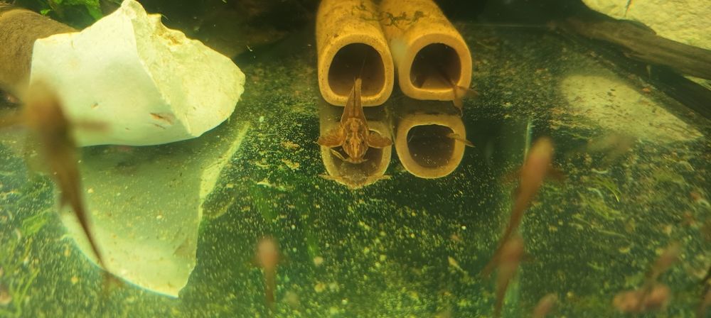 Loricaria Red własna hodowla