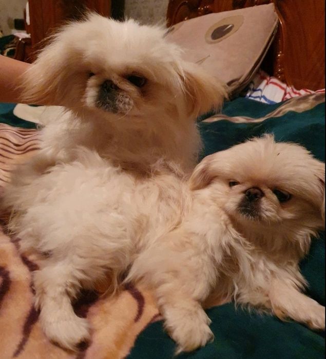 В'язка Королівського пекінеса.