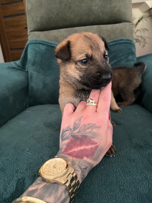 Owczarek belgijski 7 tyg