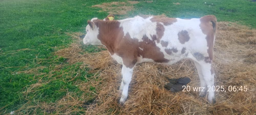 Dwie cieliczki simental